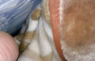 XXX Anne Marie 綺麗 な 女性 セックス 動画 Rios Masturbatesでベッド